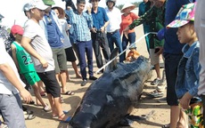 Phát hiện xác cá voi nặng khoảng 1 tấn trôi dạt vào bờ biển Hà Tĩnh