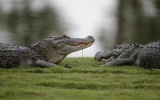 Phát hiện đàn cá sấu lôi xác người xuống hồ ở Florida