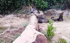 Đi mò ốc, hai nông dân ở Hà Tĩnh phát hiện cây gỗ quý trăm tuổi