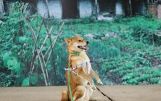 Vì sao chú chó Shiba được lựa chọn vào vai nhân vật ám ảnh nhiều thế hệ học sinh Việt Nam?