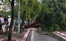 Hà Nội: Trú mưa, nam thanh niên bị cây đổ đè chết
