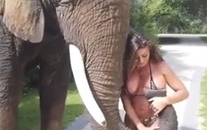 Mẫu nữ ngực "khủng" bị voi dùng vòi 'bóp' ngực