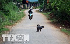 Nguyên nhân khiến tử vong do bệnh dại ở người dân tộc thiểu số cao