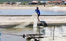 Hà Tĩnh: Đào tạo nghề, giải quyết việc làm cho người dân sau sự cố môi trường biển