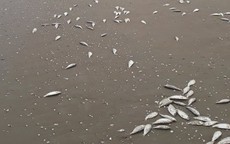 Hàng tấn cá chết trắng kéo dài... 4km trôi dạt dọc bờ biển Hà Tĩnh