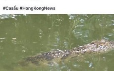 Facebook của quán trà ở Cần Thơ bịa chuyện 'cá sấu lớn trên sông'