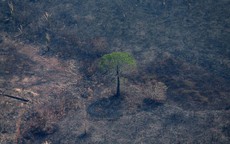 Ngoài Tổng thống Brazil, đằng sau còn một người gây ra vụ cháy rừng Amazon