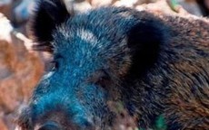 Bi kịch con bắn chết cha khi đi săn lợn rừng tại Italy