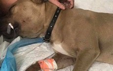 Xả thân bảo vệ chủ khỏi rắn độc, chó pitbull bị cắn chết ở Mỹ