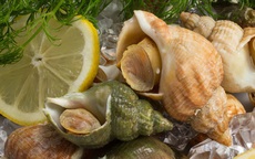 Ốc Bulot Pháp: Từng chả ai ăn, dùng làm mồi cho cá đến chỗ trở thành thực phẩm đắt cả nửa triệu bạc vẫn "hết hàng"