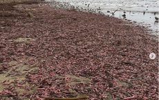Giải mã bí ẩn hàng nghìn con 'cá dương vật' trải dài trên bờ biển California