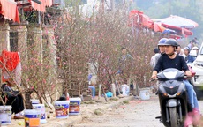 1,5 triệu đồng cành đào Nhật Tân, người dân thích thú mua hưởng không khí Tết sớm