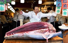 Vua cá ngừ Nhật chi 1,8 triệu USD mua con cá ngừ vây xanh siêu hiếm