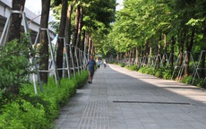 Hà Nội: Ngắm vỉa hè đẹp mắt phủ kín cây xanh trên đường Phạm Văn Đồng