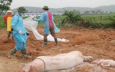 Quý 3/2021, Việt Nam sẽ có vaccine dịch tả lợn châu Phi