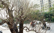 Hà Nội: Ngắm những gốc đào cổ thụ giá cả nghìn USD xuống phố đón Tết