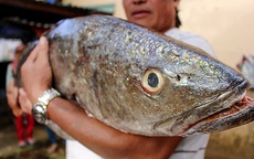 Cá lạ nghi là sủ vàng nặng 18 kg dính lưới ngư dân