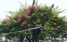 Trả 400 triệu, đại gia không mua nổi cây hoa giấy ngũ sắc 100 tuổi chơi Tết