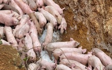 Thanh Hóa: Triệu tập người đàn ông vứt bỏ đàn lợn 83 con nghi nhiễm bệnh ven đường