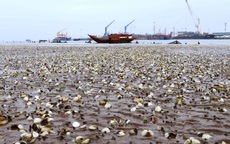 Hàng trăm triệu đồng “trôi ra biển” khi ngao chết trắng ở Nghệ An
