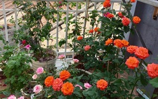 Mê hoa hồng, cô gái trẻ xứ Huế quyết tâm thức khuya dậy sớm tạo cả khu vườn hồng rực rỡ trên sân thượng
