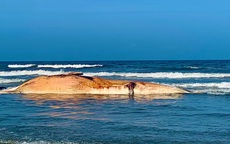 Xác cá voi nặng hơn 10 tấn trôi dạt vào bờ biển Hà Tĩnh