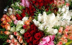 Hoa hồng Đà Lạt chỉ mong bán được 3.000 đồng/bông dịp 8/3 vì COVID-19