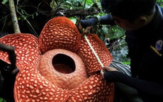'Hoa quái vật' đơm bông giữa rừng Indonesia