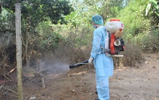 Việt Nam đang đối mặt với nguy cơ về cúm gia cầm bên cạnh dịch corona