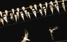 Hàng nghìn chim én đậu kín dây điện giữa khu dân cư