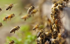 Hi Hữu: Người đàn ông 40 tuổi bị 100 con ong đốt khắp cơ thể