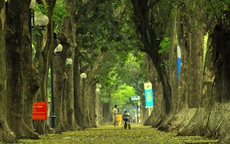 Ngắm vẻ đẹp tĩnh lặng của con đường phủ lá vàng Phan Đình Phùng khi Hà Nội giãn cách xã hội