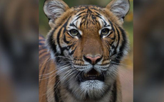 HI HỮU: Một con hổ trong sở thú ở New York mắc COVID-19