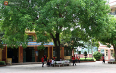 Sau nỗi kinh hoàng “cây đổ trong trường học”: Các trường quản lý cây xanh ra sao?