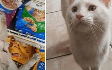 Chú mèo biết 'gạ' người mua thức ăn cho mình