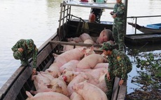 Dịch tả lợn châu Phi tái phát ở Quảng Ninh, Bộ NN&PTNT ra công văn “khẩn”