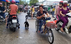 Chú chó ngậm vé số theo chủ tật nguyền mưu sinh ở Phú Quốc