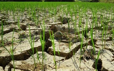 Nghệ An: Nắng nóng kéo dài, nguy cơ hơn 10 ngàn ha lúa gặp hạn