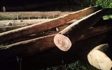 Hà Tĩnh: Tập kết số lượng lớn gỗ lậu thì bị bắt ngay bìa rừng