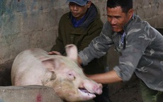 “Điểm danh” những doanh nghiệp không chịu hạ giá thịt lợn