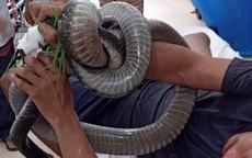 Thông tin mới nhất về sức khỏe người đàn ông cấp cứu cùng rắn hổ mang: Diễn biến theo chiều hướng nặng hơn