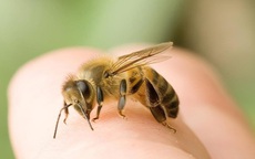 Mùa dứa, nhãn, vải: Cẩn trọng bị dị ứng, nhiễm độc do ong đốt