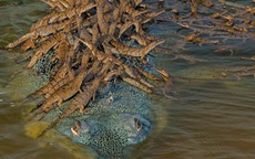 Khoảnh khắc cõng con trên lưng đầy dịu dàng của cá sấu khiến ai cũng thốt lên: "Bố là tất cả"
