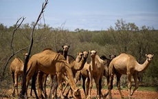 Úc giết 10.000 lạc đà vì uống quá nhiều nước