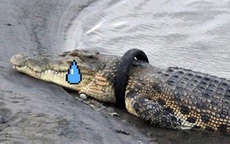 Indonesia thi xem anh nào đủ dũng cảm tháo lốp thít cổ cá sấu