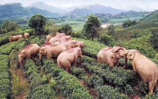 14 chú voi rủ nhau đột nhập vườn ngô tìm thức ăn còn "nhậu" hết 30 lít rượu của dân rồi lăn ra đánh một giấc ngon lành viên mãn