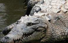 Bé trai 12 tuổi rơi xuống sông bị cá sấu cắn tử vong ở Ấn Độ