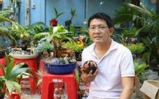 Dừa khô hóa bonsai trâu độc lạ đón tết Tân Sửu 2021