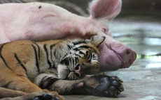 Hổ con sắp chết đói vì không có sữa mẹ liền được đưa vào sống chung với "mẹ lợn" và thái độ của nó khi trưởng thành khiến ai cũng bất ngờ