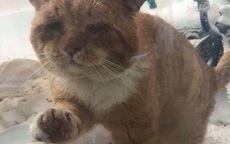 Chú mèo mặt khổ, bệnh tật toàn thân gõ cửa nhà dân xin ở nhờ giữa cơn bão tuyết